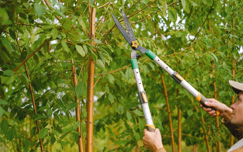 Tree trimming in Tracy, IA