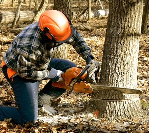 Tree Removal in Tracy, IA